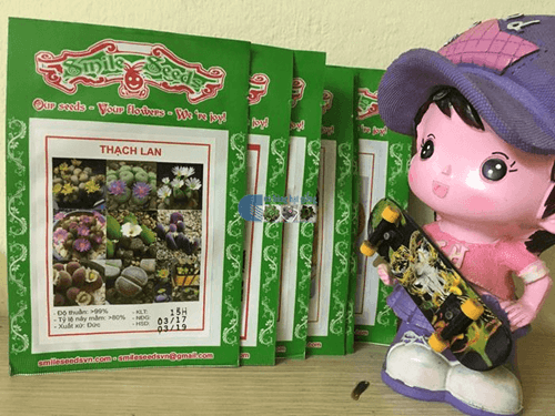 Túi hạt giống cây thạch lan - Đá sống