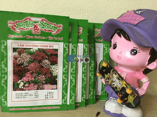 Vỏ gói hạt giống hoa cẩm chướng chùm - Cửa hàng hạt giống Mỹ Đình