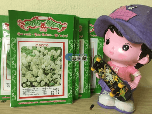 Túi hạt giống cỏ đuôi thỏ - Cửa hàng hạt giống Mỹ Đình