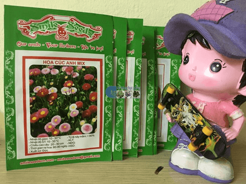 Túi hạt giống hoa cúc anh Mix - Cửa hàng hạt giống Mỹ Đình