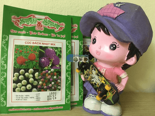 Túi hạt giống hoa cúc bách nhật Mix - Cửa hàng hạt giống Mỹ Đình