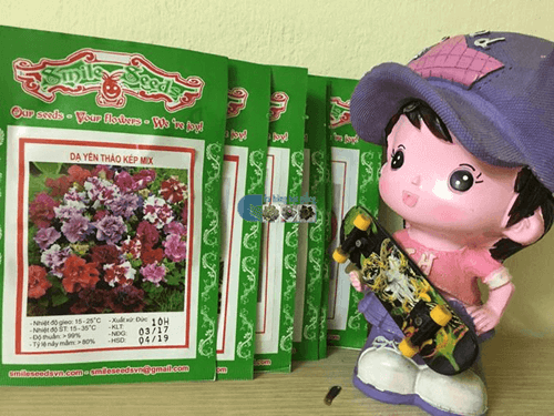 Gói hạt giống Dạ yến thảo kép mix - Cửa hàng hạt giống Mỹ Đình