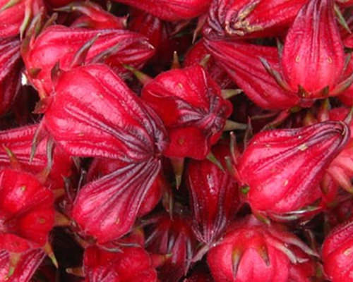 Mua hạt giống atiso đỏ ở đâu?