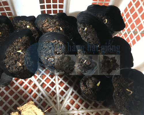 Cách trồng hoa hướng dương từ hạt tại nhà