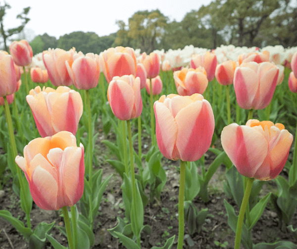 Hoa Tulip chơi được bao lâu