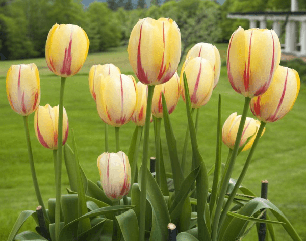 Hoa Tulip của nước nào?