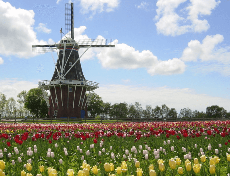 Lễ Hội Hoa Tulip Hà Lan
