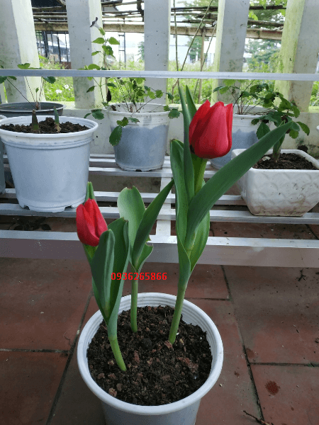 Cách chăm sóc hoa Tulip chơi lâu làn
