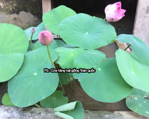 Mình trồng Sen mini Nhật nở hoa sau hơn 3 tháng