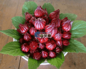 Cách ngâm hoa atiso đỏ với đường làm đồ uống cực hấp dẫn