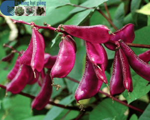 Cửa hàng bán hạt giống đậu ván tím