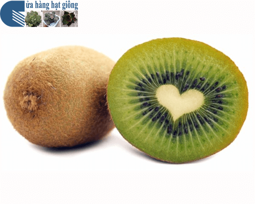 Bán hạt giống quả kiwi