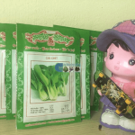 Video cách trồng rau cải chip thủy canh bằng thùng xốp tại nhà
