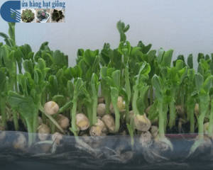 Cách trồng rau mầm tại nhà