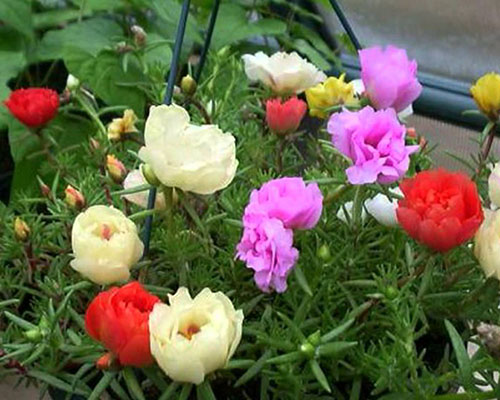 Hướng dẫn thu hoạch hoa mười giờ Mỹ