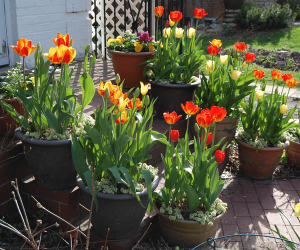 Hướng dẫn trồng củ tulip vào chậu đất đẹp