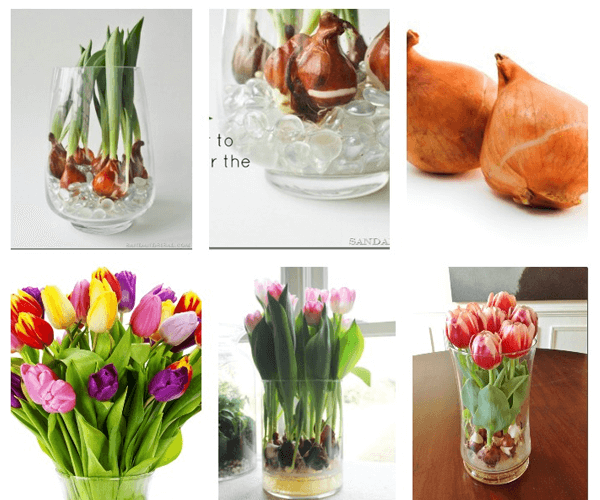 Bảng giá Sỉ - Lẻ củ tulip giống Hà Lan chuẩn