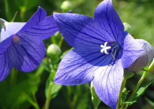 Loài hoa màu xanh có thể không phải là quá phổ biến, nhưng đó là điều làm nên sức hấp dẫn đặc biệt của chúng. Hãy khám phá bức ảnh để tìm hiểu về loài hoa độc đáo này và được chiêm ngưỡng vẻ đẹp khác biệt của chúng.